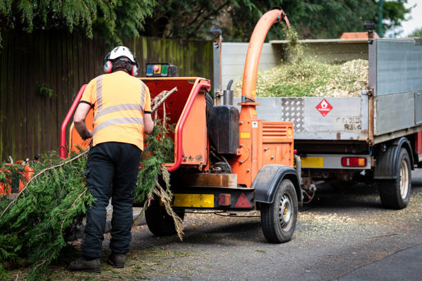 Large Tree Removal in Spokane Valley, WA